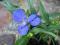 TRZYKROTKA  o niebieskich kwiatach