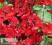 Pigwowiec wspaniały Texas Scarlet piękna czerwień