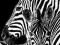 Dwie Zebry - Zebra - plakat 61x91,5 cm