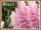 Trawa pampasowa 'Roze Pluim' (Cortaderia)  p11