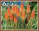 Trytoma 'Alcazar' (Kniphofia)  C2