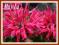 Pysznogłówka Pink supreme (Monarda)  p9