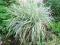 ! TRAWA RAJGRAS VARIEGATA - PIĘKNA ODMIANA TRAWY
