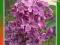 Lilak pospolity, bez FIOLETOWY kod 446