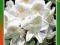 Różanecznik, rhododendron BIAŁY kod 465