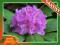 Różanecznik, rhododendron FIOLETOWY kod 467