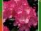 Różanecznik, rhododendron CZERWONY kod 466