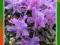 Azalia Japońska FIOLETOWA  kod 423