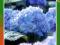 Hortensja ogrodowa NIEBIESKA kod 436