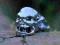 Ornament ozdoba czaszka chrom HARLEY CHOPPER DRAG