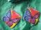 RÓŻNOKOLOROWY MOTYL