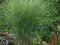 Miscanthus Gracilimus i Zebrinus - zestaw 2 szt