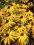 RUDBEKIA błyskotliwa - BYLINA - SADZONKI