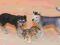 Figurki Schleich 2 Wilki&amp;Husky