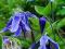 KLEMATIS BYLINOWY niebieski- clematis integrifolia