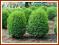 Bukszpan wieczniezielony (Buxus sempervirens) C3