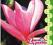 magnolia 'Randy' -  różowe cudo