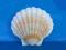 Muszla Pecten maximus !