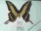 Papilio thoas ciniras-Peru A1/A1-