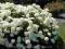 Hortensja Annabelle-niewymarzająca,łatwa w uprawie