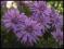 Aster wieloletni MARCINEK miniatura - sadzonki