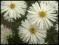 Aster wieloletni MARCINEK miniatura BIAŁY sadzonki