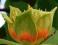 CUDOWNY LIRIODENDRON! - TULIPANY NA DRZEWIE! 50CM