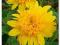 Słonecznik wieloletni cudowna NOWOŚĆ podwójne sadz