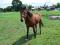 American Quarter Horse ,AQH