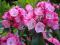 KALMIA RÓŻOWA 'PINK CHARM' - OBFICIE KWITNIE!!!