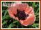 Mak Prinzessin Vict. Louise (Papaver orientale)