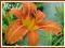 Liliowiec rdzawy (Hemerocallis fulva) C2