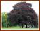 Buk pospolity 'Atropunicea' (Fagus sylvat.)p9