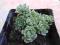 ROZCHODNIK PIERWIOSNKOWATY SEDUM PRIMULOIDES