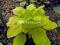 030 Hosta Funkia Gold Haze - złoty liść