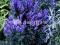 Aconitum Blue - odstrasza szkodniki i kwitnie