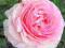 róża  PNĄCA   EDEN ROSE