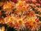Chryzantema zimująca ,Pomarańczowe Igły '- gożdzik