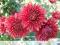 Chryzantema , Herbaciana  , urocza jak dalia,lilia