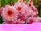Chryzantema,chryzantemy zimująca -Rózowa wrzosowa