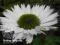 Echinacea VIRGIN --- jeżówka - sadzonki