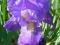 IRYS NISKI, KOSACIEC KARŁOWY jasny  - SADZONKA !!!