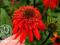 Jeżówka HOT PAPAYA----- piękna Echinacea-----XXL