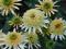 Jeżówka BUTTERCREAM---- NOWOŚĆ---- Echinacea---XXL