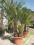 PALMA TRACHYCARPUS FORTUNEI GRUPA DUŻA OGROD TARAS