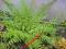 ŚLICZNA PAPROTNICA BULWKOWATA -RARYTAS -bylina!