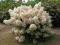 najnowsza____ HORTENSJA ___Bobo  duża sadz 30-40cm