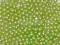 perełki dekoracyjne 8mm 70g kolor ZIELONY