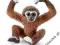 SCHLEICH Młody Gibon 24DHL
