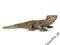 SCHLEICH Młody krokodyl new 2013 24DHL